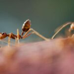 ساخت ربات هوشمند ردیاب با الهام از حرکت مورچه‌ها