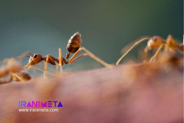 ساخت ربات هوشمند ردیاب با الهام از حرکت مورچه‌ها