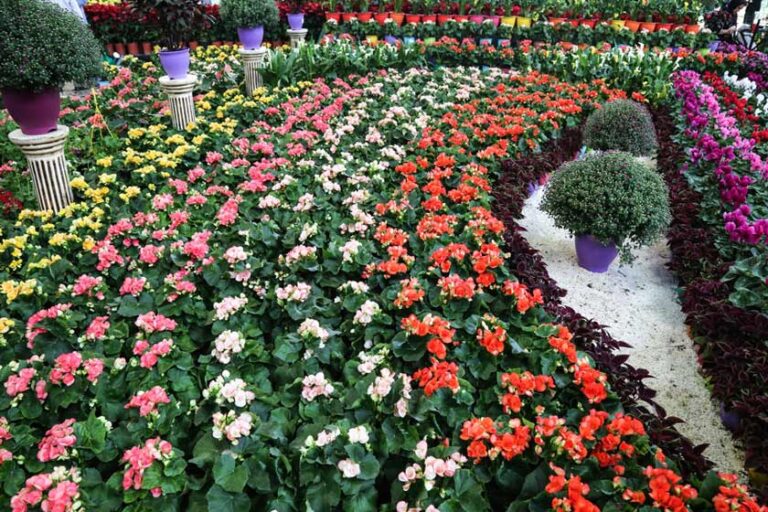 رونمایی از بزرگترین گل طلایی خاورمیانه در نوزدهمین نمایشگاه بین‌المللی گل و گیاه تهران