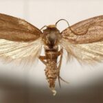 گوش حشرات الهام‌بخش ساخت سوپر میکروفن‌ها می‌شود؟