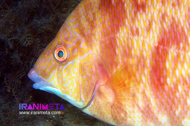 ماهی شگفت‌انگیزی که از طریق پوستش می‌بیند! + عکس